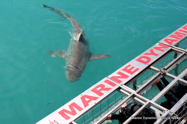 Shark Cage Diving, Gansbaai, South Africa, Bronze Whaler shark
